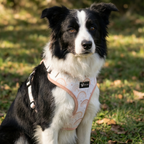 Dog harness — Rainbow Rush (Neoprene)