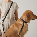 Hands-free dog leash