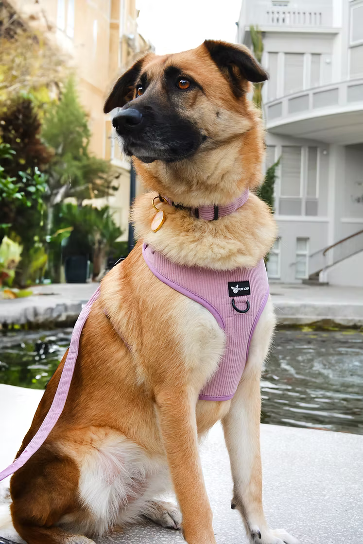 Dog harness — Lila (Lilac/Pink Corduroy)