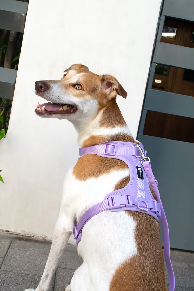Dog harness — Lavender Haze