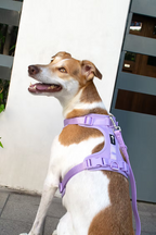 Dog harness — Lavender Haze