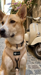 Dog set — San Remo