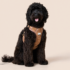 No-pull dog harness — Brownie