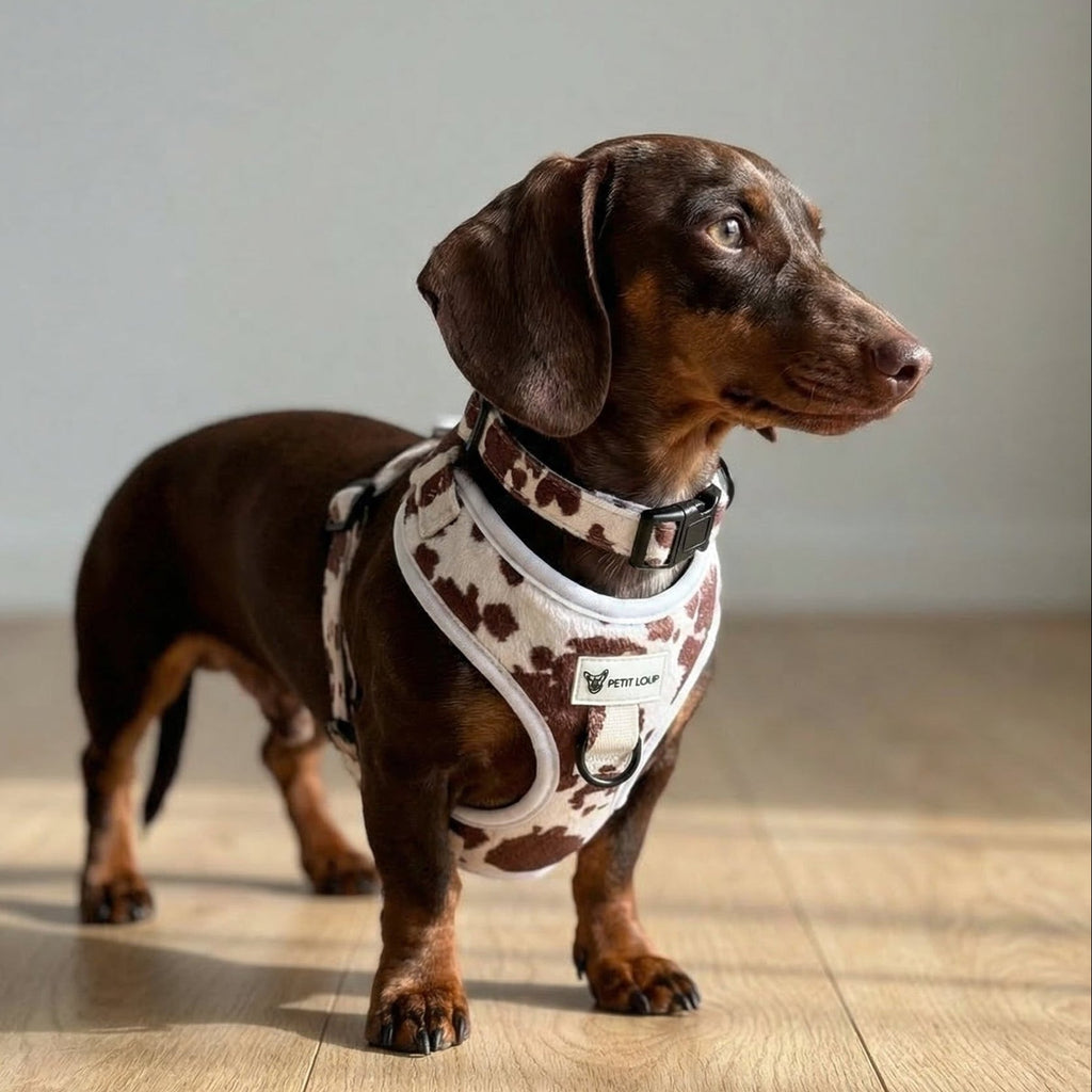 Dog set — Texas