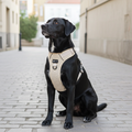 No-pull dog harness — Boho