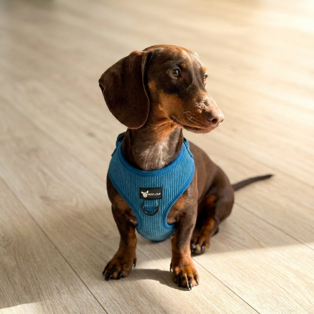 Dog harness — Navy (Corduroy)