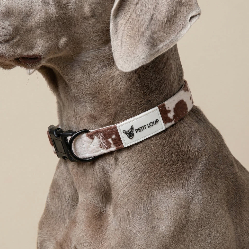 Dog collar — Texas