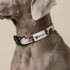 Dog collar — Texas
