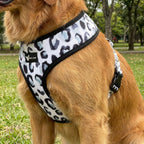 Dog harness — Wild Paws (Neoprene)