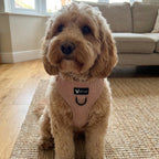 Dog harness — Nude (Corduroy)