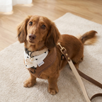 Dog set — Latte